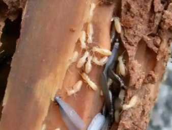 集宁白蚁防治公司分享工厂厂房白蚁防控，保障生产仓储正常运转